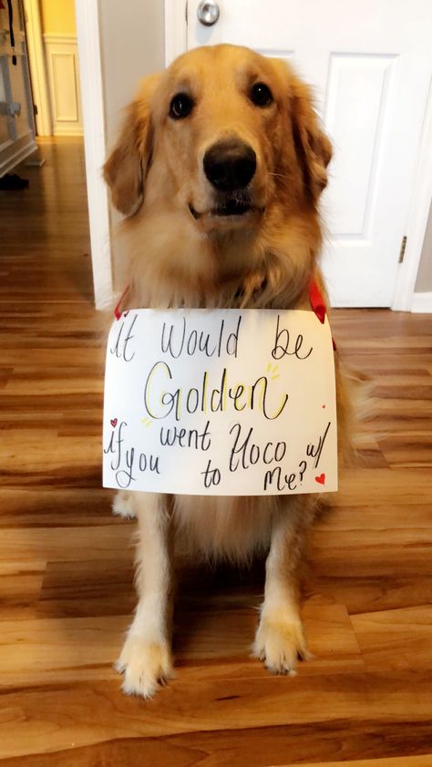 Homecoming proposal Proposal Ideas With Dogs, Prom Proposal Ideas, Proposal Ideas At Home, Dog Proposal, Formal Proposals, Homecoming Floats, Elevated Bed, Christmas Dance, Hoco Proposals