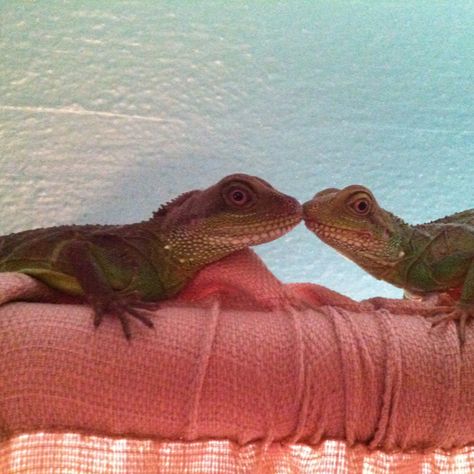 Animal Kissing, Lizard Kiss, Animals Kissing, Animal Hugs, Kiss, Animals, Art