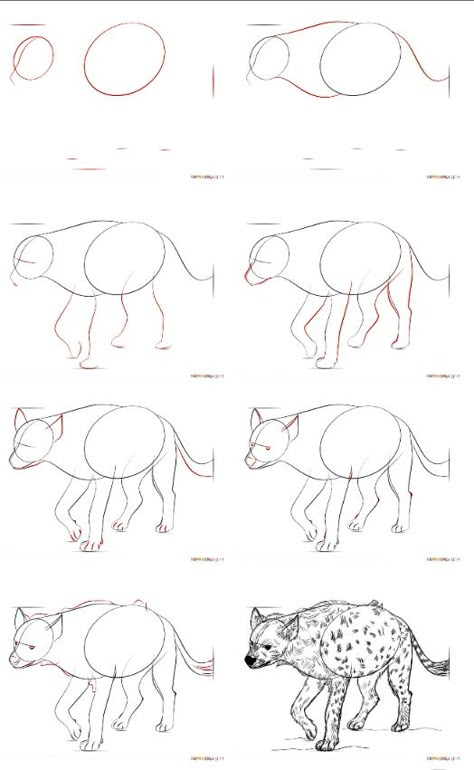 How to draw a spotted hyena Spotted Hyena Drawing, How To Draw Hyena, Hyena Sketch, Hyena Reference, Hyena Drawing, Hyena Tattoo, Leopard Drawing, Spotted Hyena, Nature Sketch