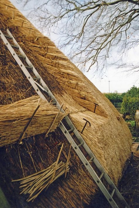 Thatch Roof, Grass Roof, Earth Bag Homes, Straw Bale House, Thatched House, Architecture Design Drawing, Cob House, Thatched Roof, Natural Building