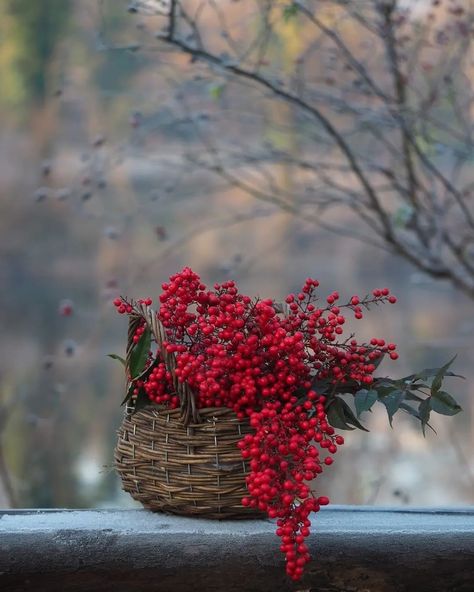 강아지 그림, Autumn Beauty, Beautiful Flowers Pictures, Christmas Crafts Decorations, Autumn Art, Beautiful Nature Pictures, Red Berries, Flower Pictures, All Things Christmas