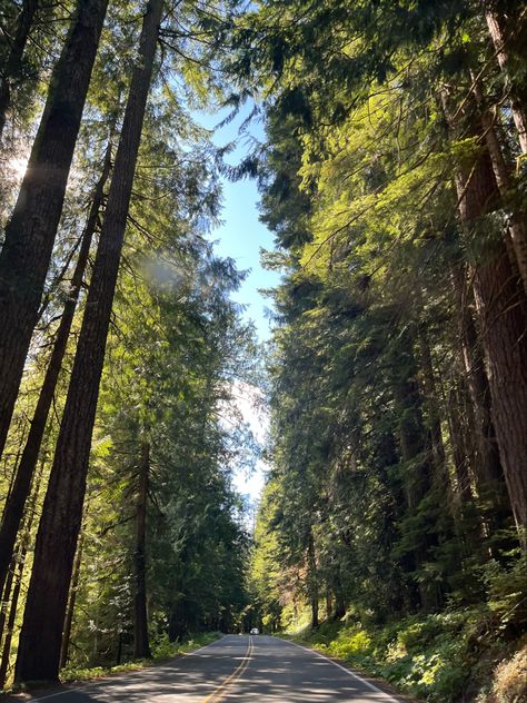 Washington State Nature, Off Roading Aesthetic, Washington State Summer, Washington State Aesthetic, Pnw Trees, Rural Washington, Washington Aesthetic, Moving To Washington State, Washington Summer