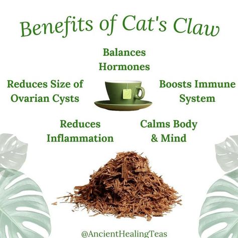 Healing Teas, Herbal Benefits, Cats Claw, Maca Benefits, Physical Challenges, Herbal Health, Ancient Healing, Female Health, Healing Tea