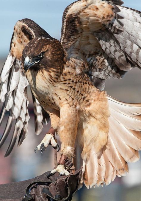 Hawk Eagle, Hawk Bird, Eagle Pictures, Red Tailed Hawk, Bird Of Prey, Image Film, Image Nature, Rare Animals, Alam Yang Indah