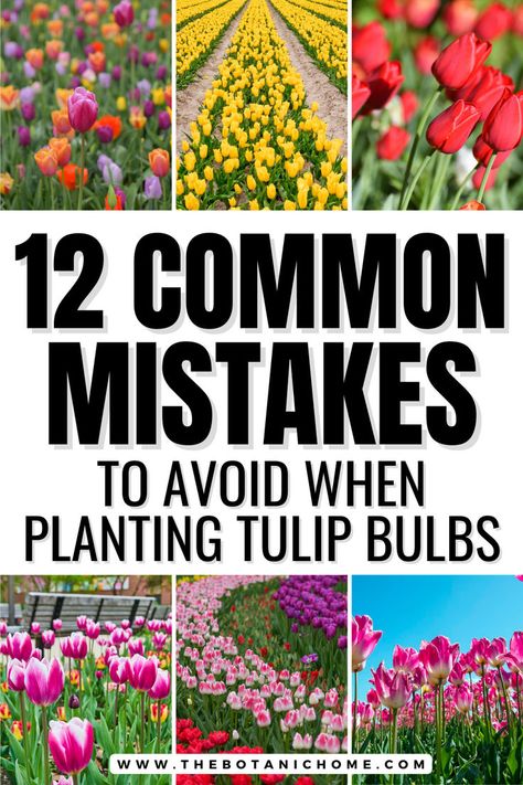 Image of tulips growing. Text reads: 12 common mistakes to avoid when planting tulip bulbs. Tulips Garden Design, When To Plant Bulbs, Fall Bulb Planting, Bulbs Garden Design, When To Plant Tulips, Planting Tulip Bulbs, Spring Bulbs Garden, Planting Bulbs In Spring, Spring Displays