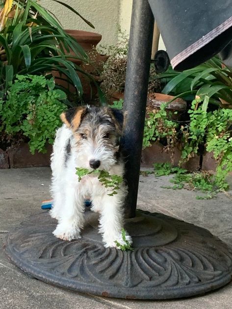 A Wire Toy Fox Terrier, usually known as Wire Toy Foxter, is a miniature hybrid created by combining two Wire Fox Terriers. These canines are brave, self-assured, obstinate, and active. Their coat is wiry and varies in length from small to moderate. Their hair color ranges from brown to white to fawn to cream to black & is usually a mix of colors. Because Wire Toy Fox Terrier has a natural hunting instinct, early coaching is crucial to avoid them from mistaking smaller creatures for prey. Wire T Wire Fox Terrier Puppies, Miniature Fox Terrier, Wire Fox Terriers, Wire Haired Fox Terrier, Fox Terrier Puppy, Wire Haired Terrier, Best Puppy Food, Wirehaired Fox Terrier, Dog Crossbreeds