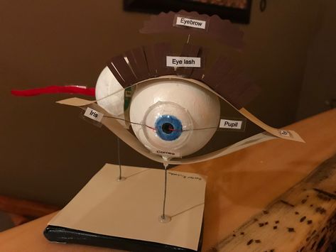 Eye Model Project How To Make, Model Of Eye School Project, Human Eye Project, Human Eye Model Project, Eye Model Project, Eyeball Anatomy, Bio Project, Eye Project, Human Body Projects