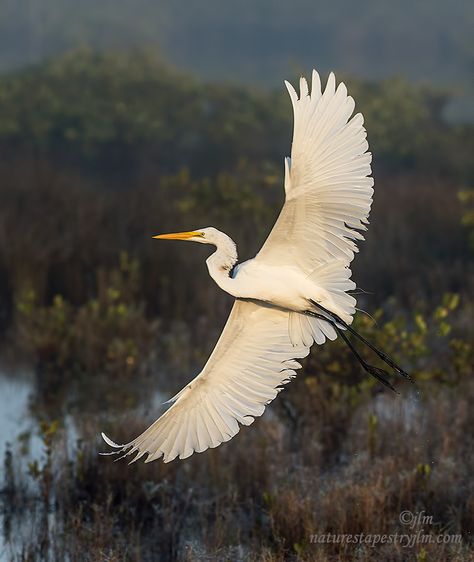 The great white egret was just beginning to make the turn with his wings outstretched showing off his incredible beauty.  Love to see this beautiful species in flight as they fly with such grace and elegance.  Wishing you a great and blessed weekend !!!! Bird Background, Great White Egret, Embroidery Birds, Blessed Weekend, Glow Water, Great Egret, Audubon Birds, White Egret, Animal Reference