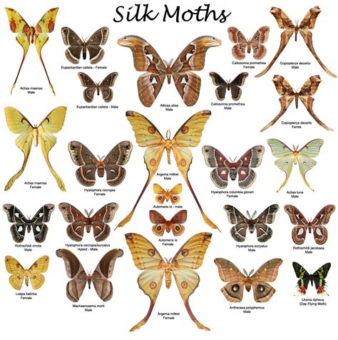 Types of moths Moth Chart, Stream Aesthetic, Silk Moths, Types Of Moths, Silk Moth, Moth Drawing, Colorful Moths, Cute Moth, Atlas Moth