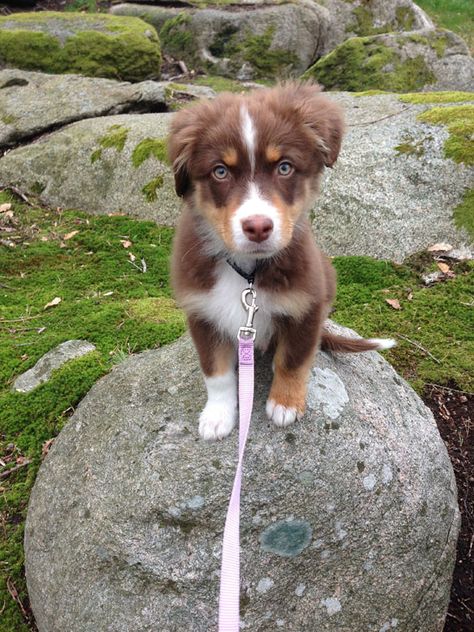 Miniature American Shepherd Puppy, American Shepherd Dog, Big Dogs Breeds, Biggest Dog In The World, Biggest Dog, Miniature American Shepherd, American Shepherd, Aussie Puppies, Really Cute Puppies