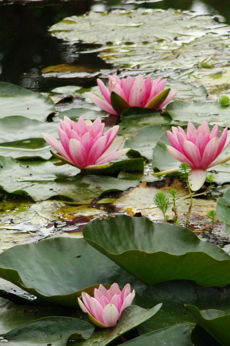 Monet's Giverny Giverny Monet, Monet Garden Giverny, Lily Lotus, Water Lilly, Lily Pond, A Pond, Disney Aesthetic, Princess Aesthetic, The Princess And The Frog