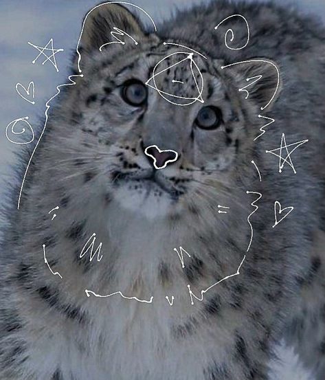 Snow Leopard Therian, Therian Pfp, Snow Leopard, Leopards, Made By Me