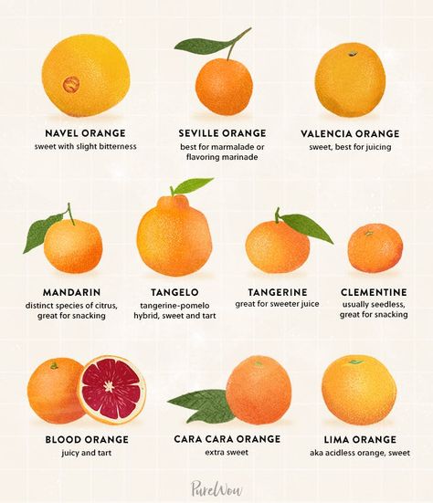 10 Types of Oranges for Juicing, Snacking and Everything in Between | Here are ten popular types of oranges to consider buying next time you’re at the grocery store or farmers market. (Oh, and just for the record, oranges can be kept at room temperature, though refrigerating them extends their shelf life—just be sure to let them come to room temperature after chilling so they regain their juiciness.) #purewow #fruit #food #snack #healthy #orange Types Of Oranges, Orange Food, Modern Farmer, Orange Cake Recipe, Valencia Orange, Navel Oranges, Juice Flavors, Orange Glaze, Food Snack