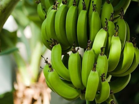 23 Things You Probably Didn't Know. Low Fodmap Fruits, Green Banana Flour, Unripe Banana, Banana Uses, Banana Flour, Ground Beef Casserole Recipes, Best Time To Eat, Banana Benefits, Banana Fruit