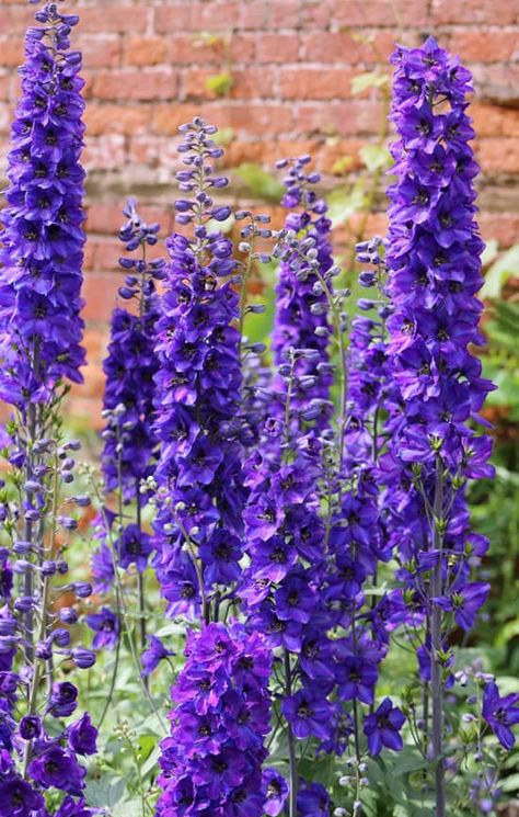 Tall Perennial Flowers, Tall Purple Flowers, Small Flower Gardens, Growing Vines, Full Sun Perennials, Best Perennials, Sun Perennials, Tall Flowers, Purple Garden