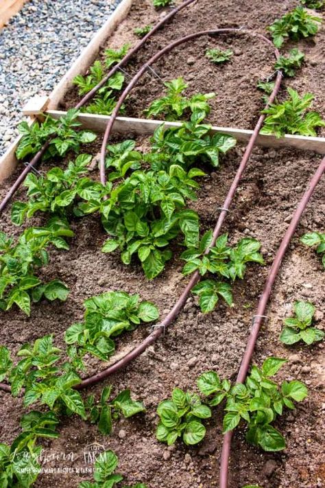 Hobby Farming, Garden Watering System, Boxwood Garden, Modern Homesteading, Drip System, Diy Raised Garden, Drip Irrigation System, Home Vegetable Garden, Drip Irrigation