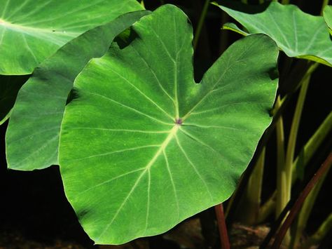 Health Benefits of Taro Leaves — thecoconet.tv - The world’s largest hub of Pacific Island content. Taro Leaves, Taro Plant, Silver Leaf Earrings, Acacia Tree, Earrings Nature, Botanical Earrings, Pond Plants, Natural Diet, Cabbage Leaves