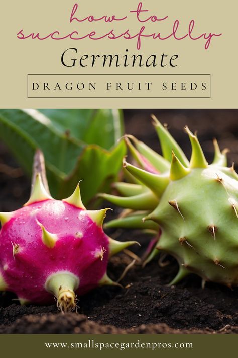 Want to grow your own dragon fruit? Check out this guide on germinating dragon fruit seeds. Perfect for beginner gardeners & fruit enthusiasts, this guide walks you through everything you need to know, from seed preparation to sprouting & beyond. Learn how to create the ideal environment for germination & watch your dragon fruit plants thrive. Start your gardening journey today with these helpful tips! #DragonFruit #GardeningTips #HomeGardening #SeedGermination #TropicalFruit #GrowYourOwnFood Dragon Fruit Farm, How To Grow Dragon Fruit, Dragon Fruits, Dragon Fruit Plant, Seed Germination, Fruit Seeds, Fruit Plants, Small Space Gardening, Grow Your Own Food