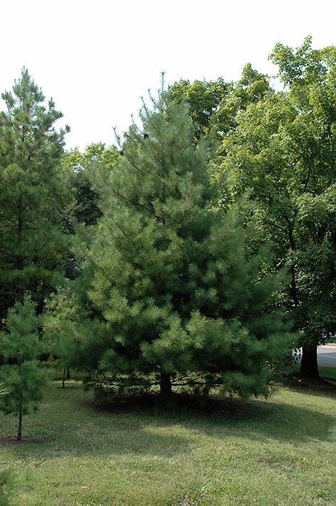 Christmas Tree Inspiration White, Loblolly Pine, Types Of Trees, Scandinavian Christmas Trees, Christmas Tress, Tree Inspiration, Homestead Gardens, French Country Garden, Creative Christmas Trees