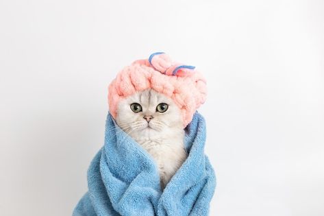 Photo funny wet white cat after bathing ... | Premium Photo #Freepik #photo #cat-bath #cat-grooming #white-cat #funny-cat Pet Photography Poses, Cat Bathing, Cat Towel, Photo Funny, Photo Cat, Cat Bath, Pet Photography, Blue Towels, Cat Funny