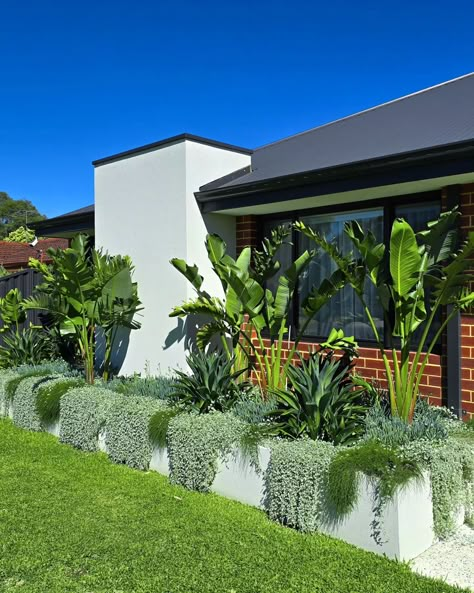 Garden In Front Of Deck, Cousin It Plant, Podocarpus Landscaping, Wall Plants Outdoor, Blue Chalksticks, Silver Falls Plant, Dichondra Silver Falls, Villa Backyard, Beach House Landscaping