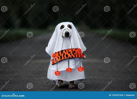 Dog dressed up for halloween posing outdoors Diy Ghost Costume, Dog Ghost Costume, Lion Costume Diy, Logo Honey, Best Dog Halloween Costumes, Dog Ghost, Diy Ghost, Honey Products, Honey Logo