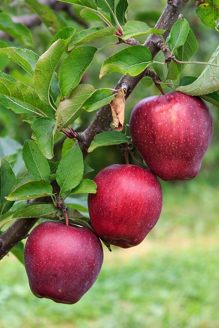 Harvest Time | by mattbpics Tree House Drawing, Apple Tree From Seed, Apple Plant, Fruits And Vegetables Pictures, Fruit World, Apple Benefits, Vegetable Pictures, Red Delicious Apples, Growing Fruit Trees