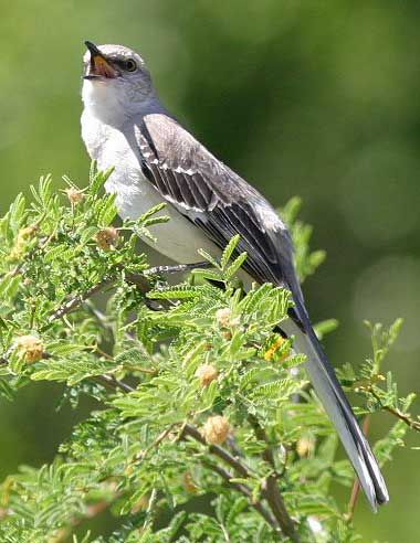 Northern Mockingbird singing Northern Mockingbird, Loving Texas, Texas Girl, State Birds, Texas History, Sparrows, State Of Florida, Mississippi State, Texas State