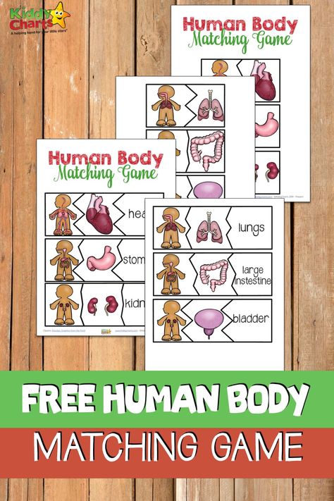 Introducing the human body system and organs is not so easy for the younger learners. Our human body matching game printable is a fun activity that also gives education to children. Your students will love playing this fun educational game. When kids are having fun they accidentaly learn. Enjoy some science learning with your kids this week! Human Body Activities For Kids, Human Body System, Human Body Printables, Human Body Unit Study, Human Skeleton Model, Ladybug Life Cycle, Free Human Body, Body Preschool, Human Body Activities