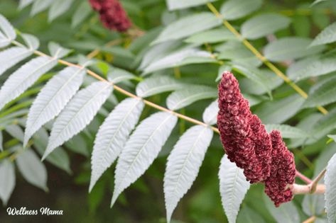 Health Benefits of Sumac (+ Creative Ways to Use It) Sumac Plant, Medicinal Wild Plants, Unripe Banana, Berry Tea, Tea Health Benefits, Herbal Tinctures, Herbal Apothecary, Tea Benefits, Tea Break