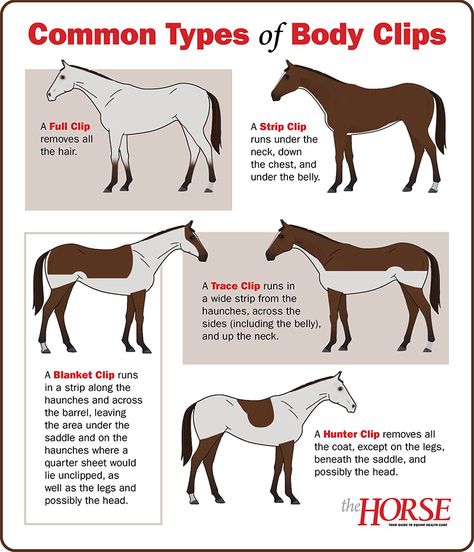 Take a look at five common body clipping patterns used on horses. Horse Clips Patterns, Clipping Horses Patterns, Horse Clipping Patterns, Horse Body Clipping, Clipping Horses, Horse Clips, Equestrian Workout, Horse Hacks, Horseback Riding Tips