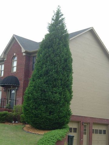 Five Awful Plants for the Front of Your House Cypress Trees Landscape Front Yards, Arborvitae Front Of House, Emerald Green Arborvitae Landscaping, Arborvitae Landscaping, Green Giant Arborvitae, Giant Arborvitae, Thuja Green Giant, Emerald Green Arborvitae, Front Porch Planters