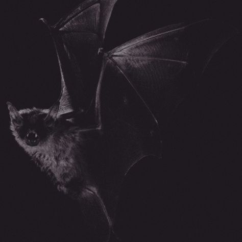 M O O N C E N S E on Instagram: “Thursdays make everyone feel a little “batty”- don’t you think? 🦇🔥 Etsy.com/shop/MooncenseCreations • • • • #etsysellersofinstagram…” Bat Photography, Bat Aesthetic, Goth Punk Aesthetic, Leather Wings, Vampire Bat, Gothic Aesthetic, Afraid Of The Dark, Creatures Of The Night, Goth Aesthetic