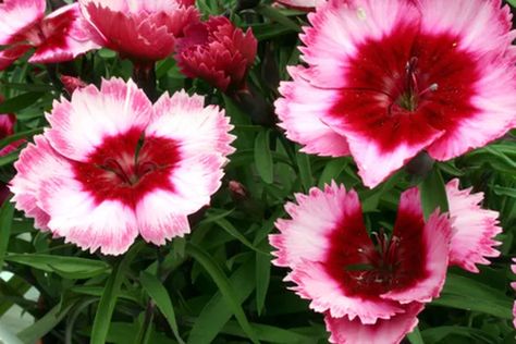 The Best Plants for Perennial Hanging Baskets | Hunker Hanging Plants Outdoor, Petunia Flower, Flower Structure, Columbine Flower, Geranium Flower, Best Perennials, Fuchsia Flowers, Flower Baskets, Hanging Flower Baskets