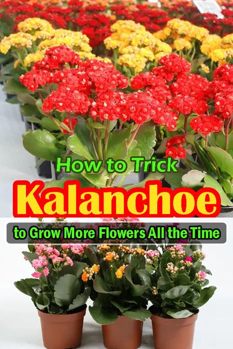 Kalencheo Flower, Kalanchoe Plant Care Indoors, Kalanchoe Plant Propagation, Florist Kalanchoe, Kalanchoe Plant Care, Kalanchoe Flowers, Kalanchoe Plant, Succulents Care, Gardening Indoors