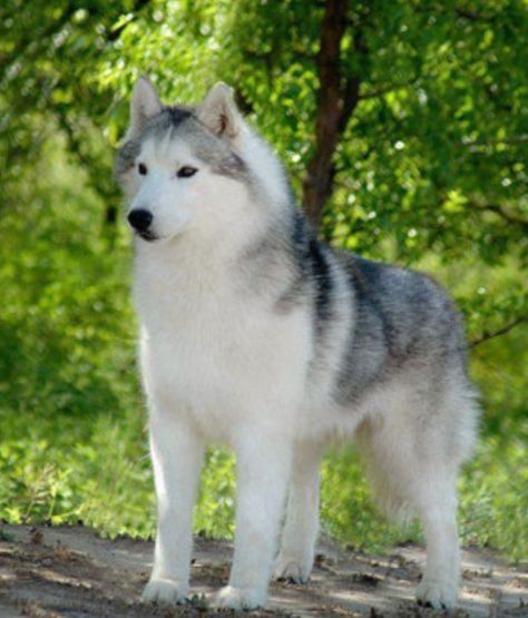 Siberian Husky Female Hollisay White Siberian Husky, Husky Breeds, Alaskan Husky, Cute Husky, Siberian Husky Dog, Siberian Huskies, Cute Dog Pictures, Snow Dogs, Animal Photos