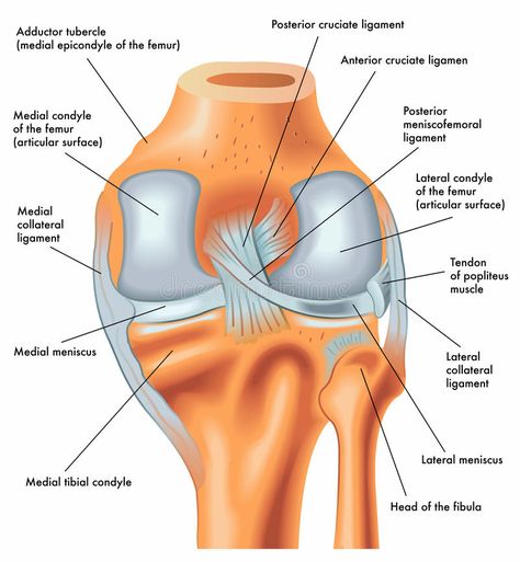 Torn Acl Exercises, Meniscus Surgery Recovery, Knee Ligament Injury, Meniscus Surgery, Acl Recovery, Torn Acl, Knee Ligaments, Acl Surgery, Anterior Cruciate Ligament