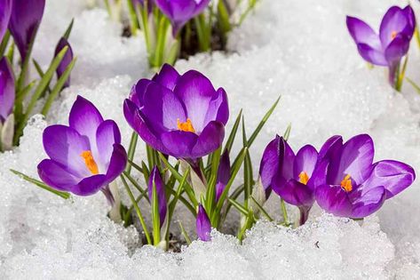 The dainty yet tenacious crocus is known for cheerily pushing up through late-winter lawns and gardens, often just when it seemed that spring would never come. But even crocuses have their limits. What happens if freezing temperatures hit just after the flowers bloom? Find out now. #crocus #gardening #gardenerspath Snow Drawing, Spring Crocus, Wedding Flowers Tulips, Crocus Bulbs, Tulip Wedding, Crocus Flower, Winter Wedding Flowers, Winter Plants, Spring Wedding Flowers