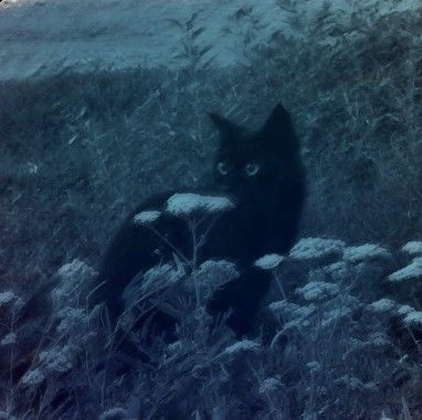 Black Cat Aesthetic, Cat Icon, Silly Animals, Cat Aesthetic, Silly Cats, Nature Aesthetic, Pretty Cats, Blue Aesthetic, 귀여운 동물