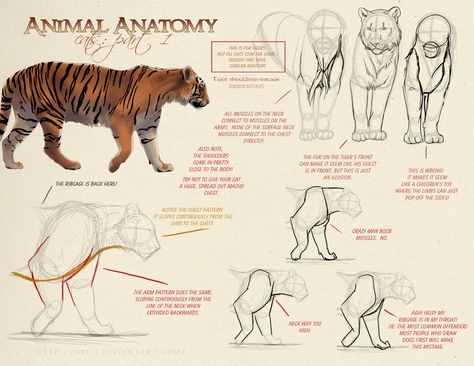 Feline Anatomy, Tiger Drawing, Cat Anatomy, Anatomy Tutorial, Animal Anatomy, Cat Reference, Animal Study, Anatomy For Artists, Types Of Animals