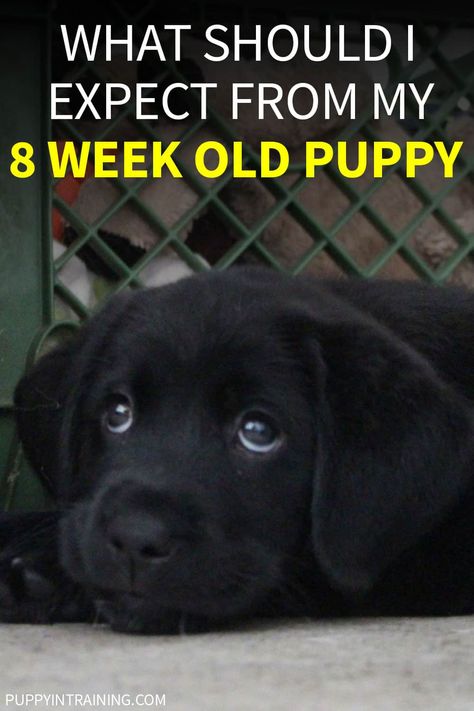 Training A Labrador Puppy, Lab Puppy Training Tips, Labrador Retriever Puppy Training, Lab Puppy Training, 8 Week Old Puppy, Princess Puppy, Labrador Puppy Training, Aussie Doodle, Puppy Training Guide