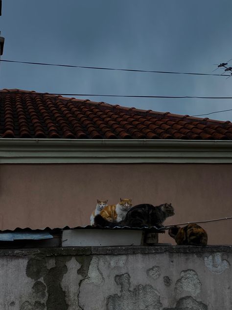 stray cats, autumn, rain, raining, storm, bad weather, cats, pets, cute, aesthetic, albani, greece, so many cats in the streets, lighning, thunder, thunderclap, thunderbolt, sky, neighbourhood, cloudy, clouds, dark sky, grey skies, grey clouds, Stray Cat Aesthetic, Raining Aesthetic, Cats Autumn, Stray Cats, Wish You Well, Cats Aesthetic, Stray Cat, Cat Aesthetic, Abandoned Places