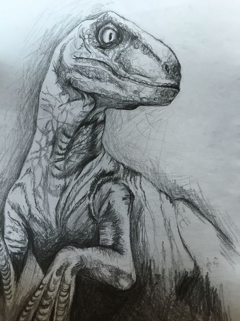 Velociraptor Drawing, Jurassic Park Velociraptor, Dino Drawing, Dinosaur Sketch, Dinosaur Images, Dinosaur Drawing, Dinosaur Art, 웃긴 사진, Concept Art Drawing