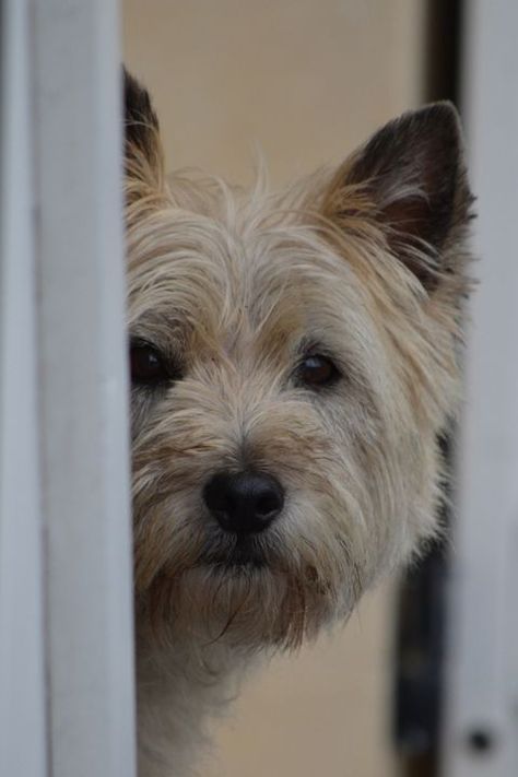 Cairn Terrier Puppies, Dog Breeds That Dont Shed, Hypoallergenic Dog Breed, Cairn Terriers, Norwich Terrier, Hypoallergenic Dogs, Terrier Breeds, Terrier Puppies, Cairn Terrier