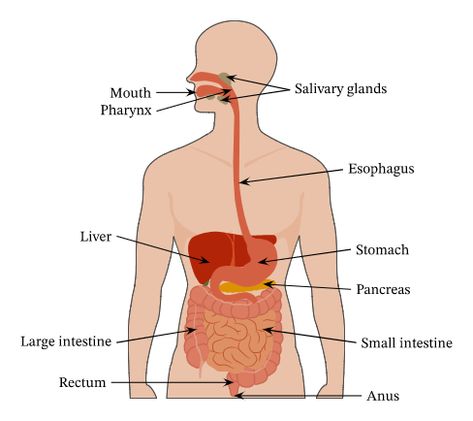 Lesson Explainer: The Structure and Function of the Digestive System | Nagwa Parts Of The Digestive System, Digestive System Parts, Digestive System Diagram, All Body Systems, Sistem Pencernaan, Salivary Gland, Human Digestive System, The Digestive System, Large Intestine