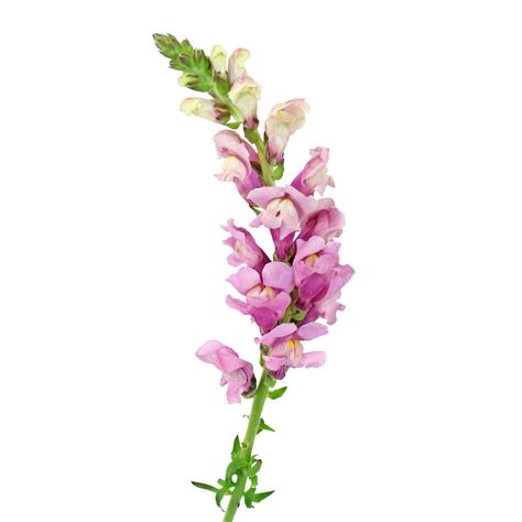 Snapdragons are an old-fashioned cottage garden flower that have been grown for generations. They produce clusters of bell-shaped flowers on a tall stalk. Name almost any color and there's a snapdragon variety that blooms in that hue: pink, red, lavender, white, orange, bicolor, speckled, maroon, salmon, and magenta. Budget Wedding Flowers, Snapdragon Flowers, Bulk Wedding Flowers, Lavender Flower, Wax Flowers, Flower Care, Watercolor Flowers Paintings, Spray Roses, Wholesale Flowers