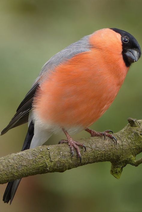 Picture of a bullfinch bird. #birds #bullfinch Bullfinch Bird, Bullfinch, Most Beautiful Birds, British Wildlife, Exotic Birds, Bird Pictures, Little Birds, Pretty Birds, Bird Photo