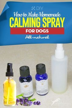 Tips on How to Make Homemade Calming Spray for Dogs  Tips on How to Make Homemade Calming Spray for Dogs Like our Facebook:https://ift.tt/2FAdgt6 #Dog #DogLoversHub Dog Calming Remedies, Dog Calming Essential Oils, Dog Safe Essential Oils, Dog Calming Spray, Calming Treats For Dogs, Hyperactive Dog, Meds For Dogs, Essential Oils Dogs, High Strung