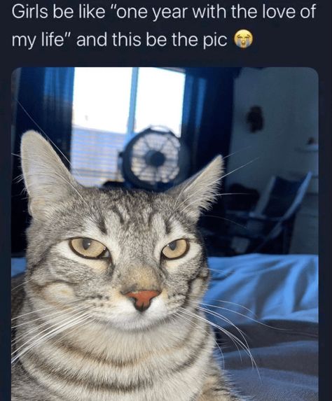 Cats Pictures, Silly Cats Pictures, Snapchat Funny, Silly Animals, Cat Person, Silly Cats, Cute Creatures, Funny Animal Pictures, Really Funny Pictures