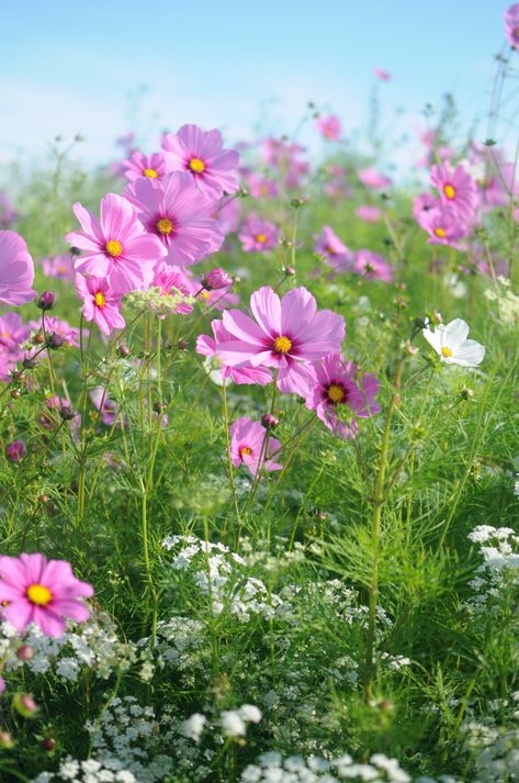 Planted meadow by Lara Smith Wild Cosmos Flower, Hamptons Garden Landscaping, Pink Wildflowers, Pink Cosmos, Backyard Garden Layout, Backyard Garden Landscape, Cosmos Flowers, Small Backyard Gardens, Garden Idea